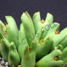 Rare Conophytum Supremum Mesemb Exotic Semi Rock Living Stones Seeds 15 Seeds Fresh Garden