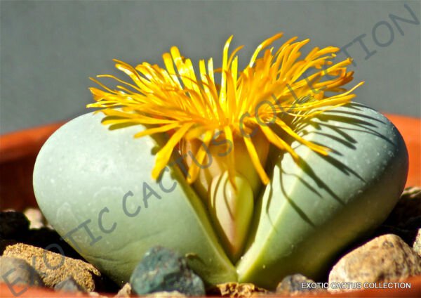 Rare Argyroderma Congregatum Mesemb Exotic Succulent Cactus Seed Stones 20 Seeds Fresh Garden