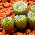 Rare Conophytum Obcordellum Ssp Ceresianum Living Stones Mesemb Cacti 15 Seeds Fresh Garden