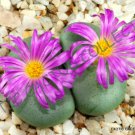 Rare Conophytum Jucundum Ssp Fragile Living Stones Mesemb Cacti Seed 15 Seeds Fresh Garden
