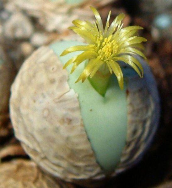 Rare Conophytum Calculus Exotic Cactus Living Stones Mesemb Cacti Seed 15 Seeds Fresh Garden