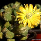 Rare Titanopsis Primosii Living Stones Mesembs Succulent Ice Plant Seed 15 Seeds Fresh Garden