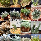 Avonia Mix Variety Rare Exotic Flowering Succulent Cactus Plant Seed 15 Seeds Fresh Garden