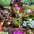 Rare Antimima Mix Exotic Flowering Succulent Cactus Living Stone Desert 15 Seeds Fresh Garden