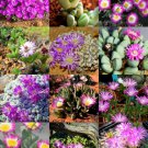 Flowering Antimima Mix J Succulent Cactus Exotic Living Stones Desert 15 Seeds Fresh Garden