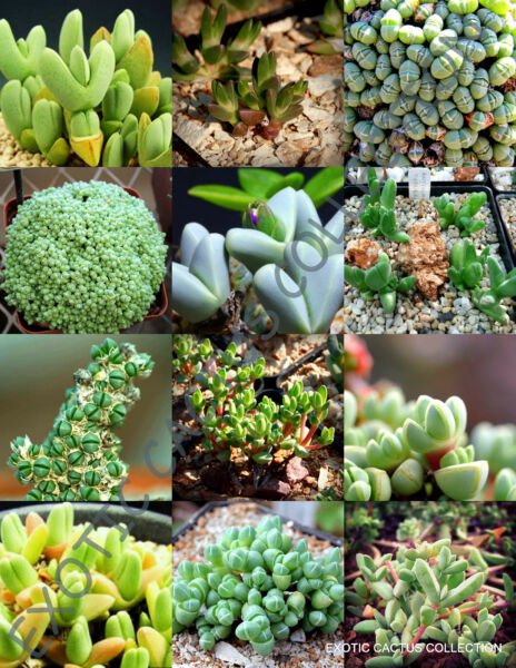 Antimima Mix Rare Succulent Cactus Exotic Living Stones Desert Seed 15 Seeds Fresh Garden