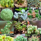 Antimima Mix Rare Succulent Cactus Exotic Living Stones Desert Seed 15 Seeds Fresh Garden