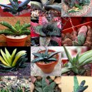 Color Gasteria Mix J Rare Living Stones Exotic Cactus Succulents Seed 10 Seeds Fresh Garden