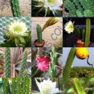 Rare Harrisia Mix Exotic Fragrant Cactus Flower Night Bloom Succulent 50 Seeds Fresh Garden
