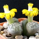 Lithops Hermetica Rare Mesembs Exotic Succulent Living Stones Cactus 15 Seeds Fresh Garden