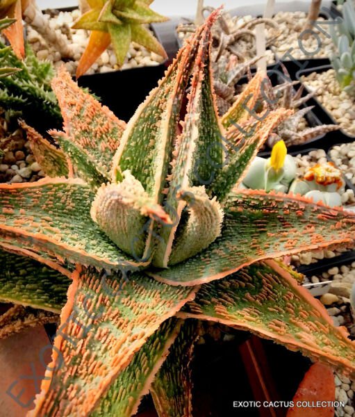 Aloe Green Sand J Agave Healing Medicinal Succulent Rare Plant Seed 10 Seeds Fresh Garden