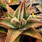 Aloe Green Sand J Agave Healing Medicinal Succulent Rare Plant Seed 10 Seeds Fresh Garden