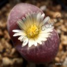 Rare Lithops Optica Rubra Mesembs Exotic Succulent Living Stones Cactus 15 Seeds Fresh Garden
