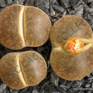 Rare Lithops Lesliei Warrenton J Living Stone Rock Cactus Cacti Seed 15 Seeds Fresh Garden