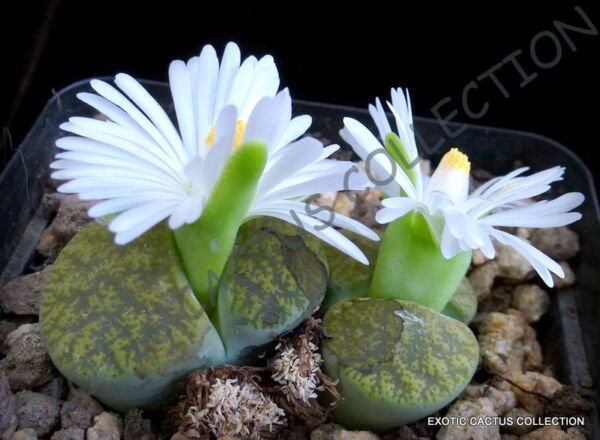 Rare Lithops Lesliei V Albinica Living Stone Rock Cactus Cacti Seed 15 Seeds Fresh Garden