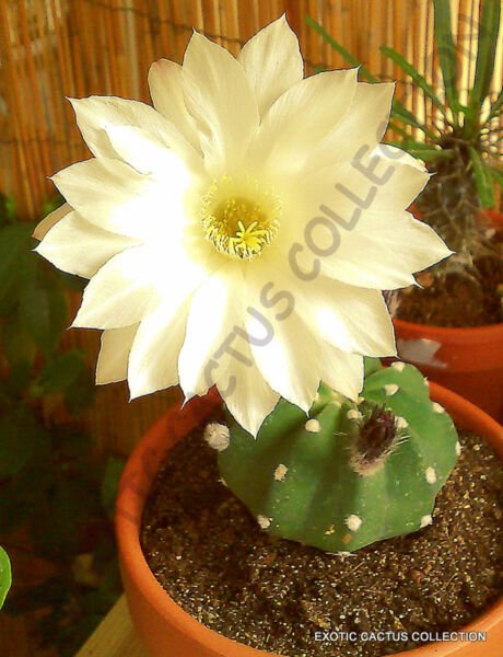 Echinopsis Subdenudata Rare Lobivia Cactus Chamaecereus Succulent Seed 15 Seeds Fresh Garden