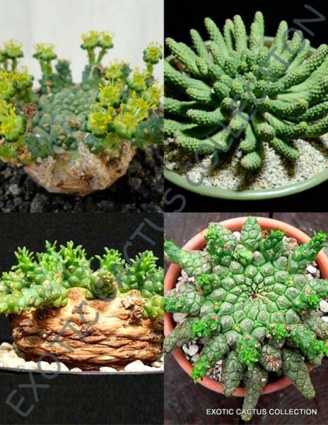 Euphorbia Gorgonis Exotic Rare Succulent Cactus Cacti Plant Semi Seed 5 Seeds Fresh Garden