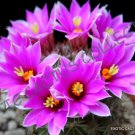 Mammillaria Schumannii Exotic Rare Cactus Cacti Plant Pincushion Seed 20 Seeds Fresh Garden