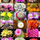 Color Mammillaria Mix Exotic Cacti Rare Cactus Plant Seed 30 Seeds Fresh Garden