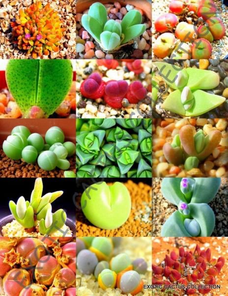 Rare Gibbaeum Mix Succulent Cactus Mixed Living Stones Rock Plant Seed 15 Seeds Fresh Garden