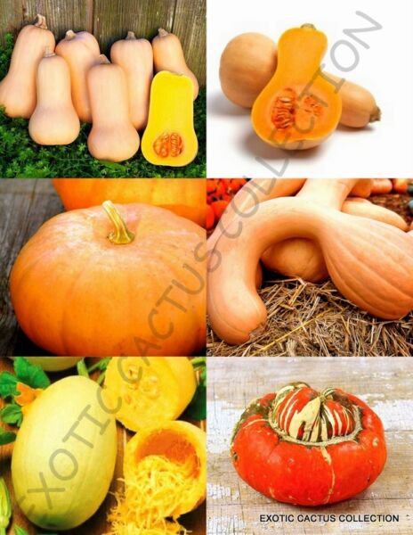 Pumpkin Mix Squash Vegetable Organic Fruit Exotic Edible Seed 15 Seeds Fresh Garden