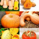 Pumpkin Mix Squash Vegetable Organic Fruit Exotic Edible Seed 15 Seeds Fresh Garden