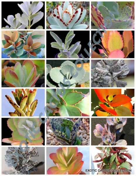 Rare Kalanchoe Mix Flowering Plant Exotic Cactus Flower Succulents Seed 30 Seeds Fresh Garden