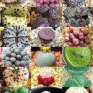 Rare Conophytum Mix Succulent Cactus Mixed Living Stones Rocks Seed 15 Seeds Fresh Garden