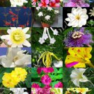 Fragrant Flowers Mix Rare Plant Exotic Flower Colorful Easy Seed 15 Seeds Fresh Garden