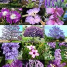 Purple Flower Plants Mix Exotic Tree Fragrant Bonsai Bloom Seed 15 Seeds Fresh Garden