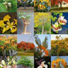 Delonix Tree Mix Rare Flower Plant Huge Flamboyan Fragrant Bonsai Tree 10 Seeds Fresh Garden