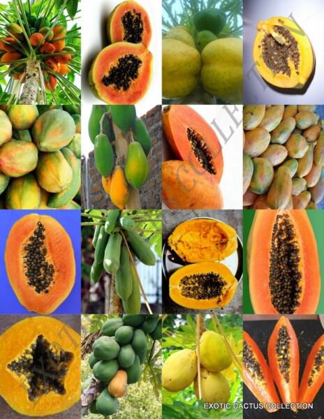 Papaya Fruit Mix Exotic Tropical Carica Swe Fruits Rare Tree Plant Seed 25 Seeds Fresh Garden