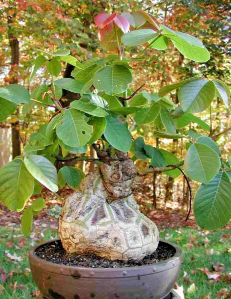 Pseudobombax Ellipticum Shaving Brush Tree Caudex Bonsai Bombax Seed 5 Seeds Fresh Garden