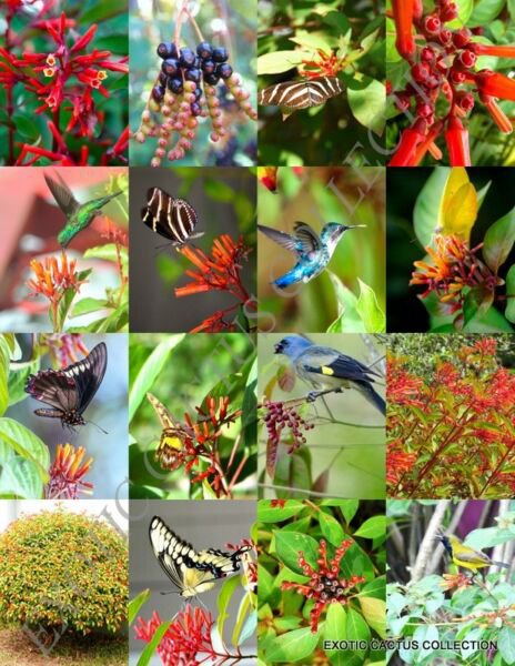 Hamelia Patens Firebush Hummingbird Bush Attract Birds Butterflies Seed 15 Seeds Fresh Garden