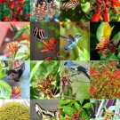 Hamelia Patens Firebush Hummingbird Bush Attract Birds Butterflies Seed 15 Seeds Fresh Garden