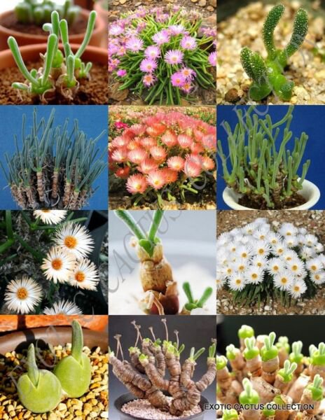 Monilaria Mix Rare Succulent Cactus Exotic Living Stones Desert Seed 15 Seeds Fresh Garden