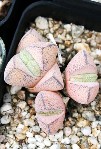 Ihlenfeldtia Vanzylii Rare Mesembs Rock Succulent Living Stones Seed 15 Seeds Fresh Garden
