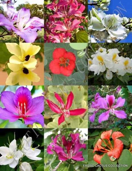 Bauhinia Mix Rare Orchid Tree Flowering Fragrant Big Plant Bonsai Seed 15 Seeds Fresh Garden