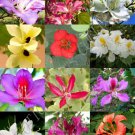 Bauhinia Mix Rare Orchid Tree Flowering Fragrant Big Plant Bonsai Seed 15 Seeds Fresh Garden