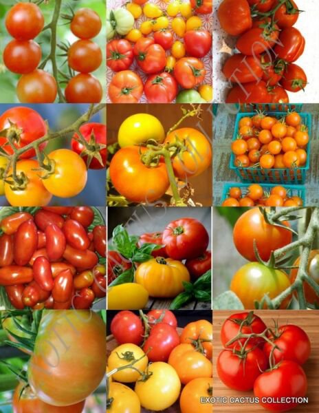 Tomato Mix Heirloom Vegetable Organic Fruit Exotic Edible Seed 25 Seeds Fresh Garden