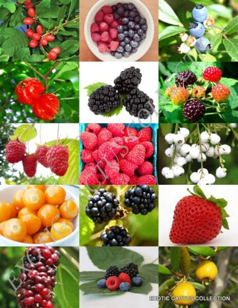 Berries Mix Rare Wild Berry Exotic Edible Fruit Jam Jelly Sweet Seed 15 Seeds Fresh Garden
