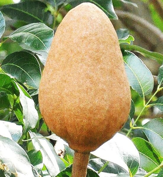 Swietenia Macrophylla Giant Seed Mahogany Timber Big Tree Hard Wood 5 Seeds Fresh Garden