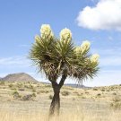 Yucca Thompsoniana Exotic Succulent Rare Cactus Seed Aloe Agave 15 Seeds Fresh Garden