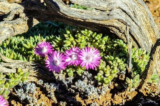 Antimima Pygmaea Rare Living Stones Rock Mesembs Peables Succulent Seed 15 Seeds Fresh Garden