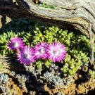 Antimima Pygmaea Rare Living Stones Rock Mesembs Peables Succulent Seed 15 Seeds Fresh Garden
