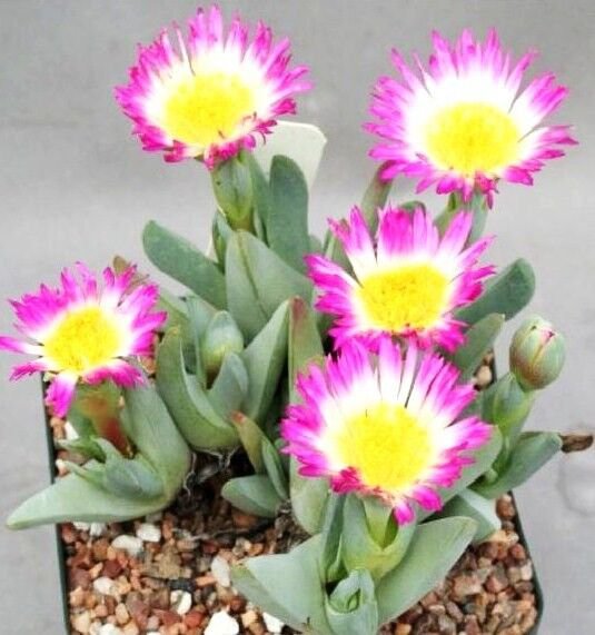 Cheiridopsis Schlechteri Rare Mesembs Living Stones Exotic Cactus Seed 20 Seeds Fresh Garden