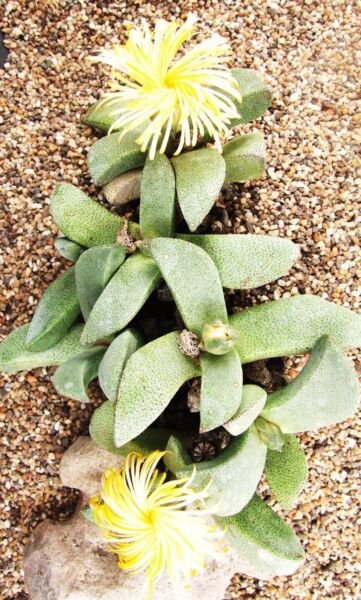 Pleiospilos Magnipunctatus Succulent Mesembs Rock Living Stones Seed 20 Seeds Fresh Garden
