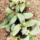 Pleiospilos Magnipunctatus Succulent Mesembs Rock Living Stones Seed 20 Seeds Fresh Garden