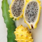 Hylocereus Megalanthus Yellow Dragon Fruit Cereus Cacti Cactus Pitaya 15 Seeds Fresh Garden