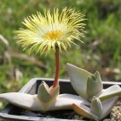 Cheiridopsis Peculiaris Rare Mesembs Living Stones Exotic Cactus Seed 20 Seeds Fresh Garden